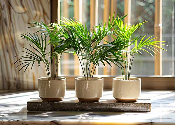 Green Parlour Palm House Plants Decor