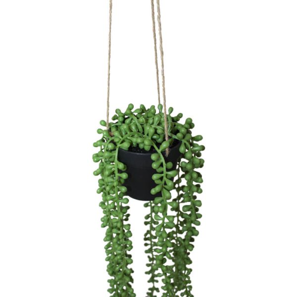 Hanging Donkey's Tail 60 cm