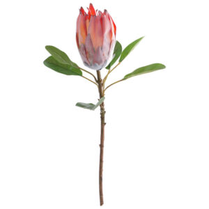 Rich Peach Protea 57 cm