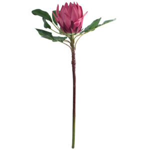 Rich Pink King Protea 78 cm