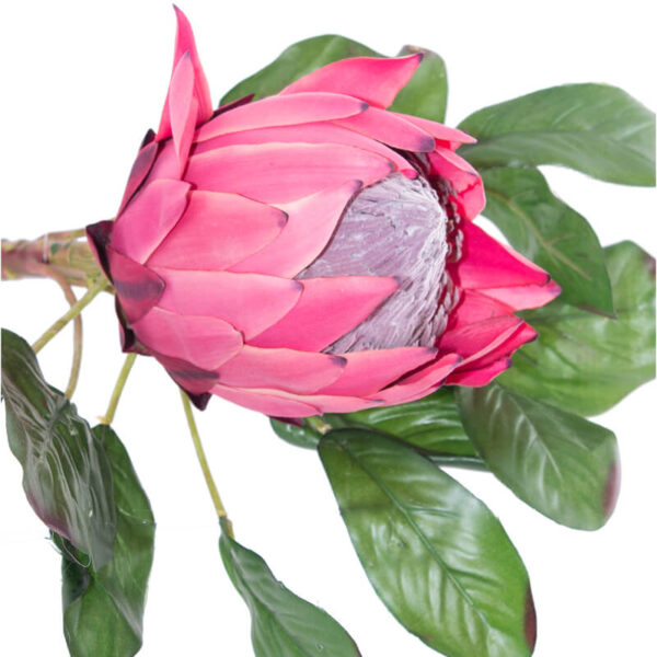 Rich Pink King Protea 78 cm