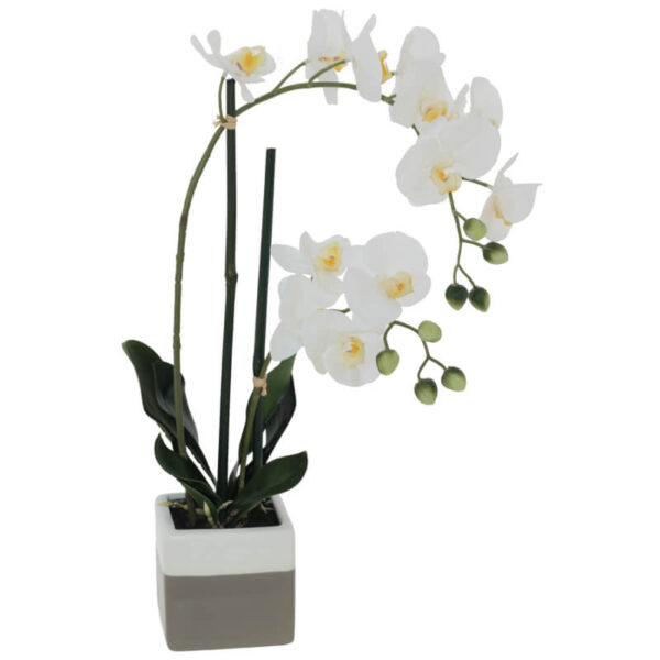 White Orchid in Pot 51 cm