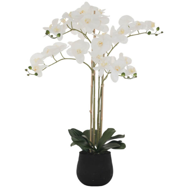 White Orchid 90 cm