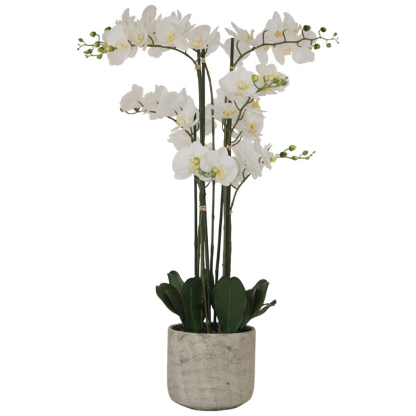 White Orchid 105 cm