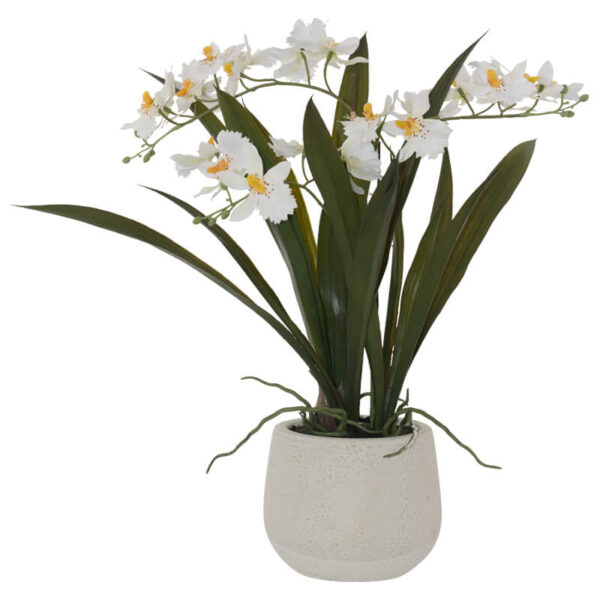 White Butterfly Orchid 46 cm