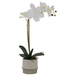 White Orchid in Cream Pot 35 cm