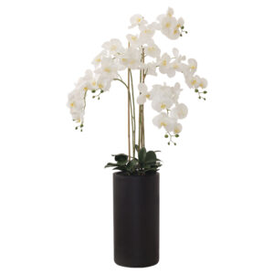 Real White Touch Orchid 135 cm