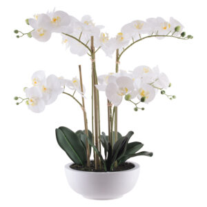 White Orchid in Pot 64 cm