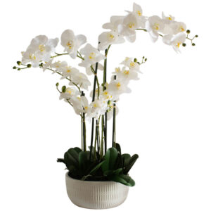 White Orchid in Flat Pot 84 cm