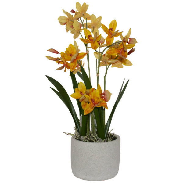 Orange Swan Orchid 56 cm