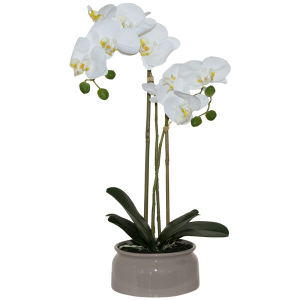 White Orchid in Off-White Pot 56 cm