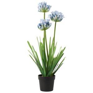 African Lily in Pot 74 cm