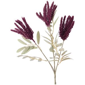 Redroot Purple Stem 84 cm