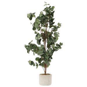 Silver Stringybark Tree 82 cm