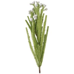 White Candleberry Fynbos 60 cm