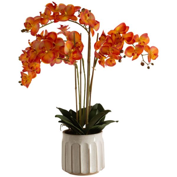 Tangerine Orchid in Pot 74 cm