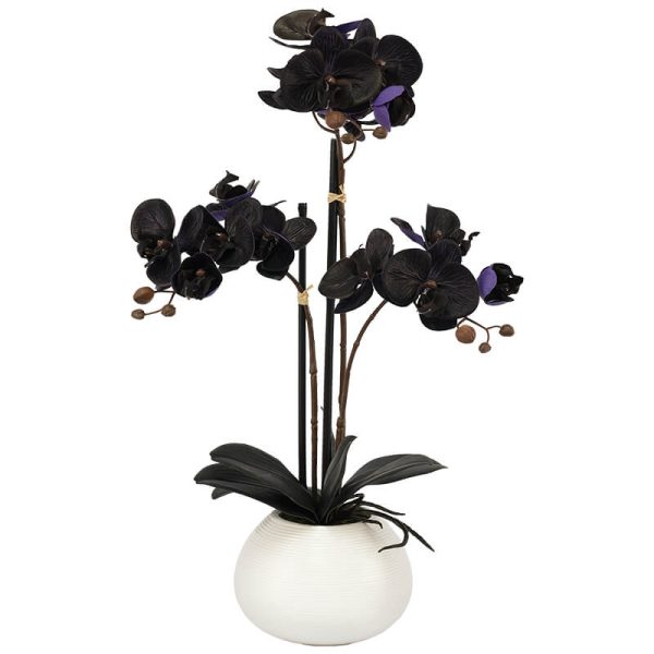 Black Orchid 56 cm