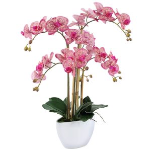 Magenta Orchid in Pot 66 cm