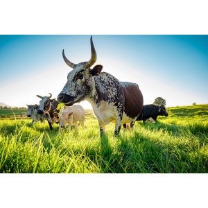 Nguni cattle printed canvas