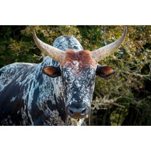 Nguni cattle printed canvas